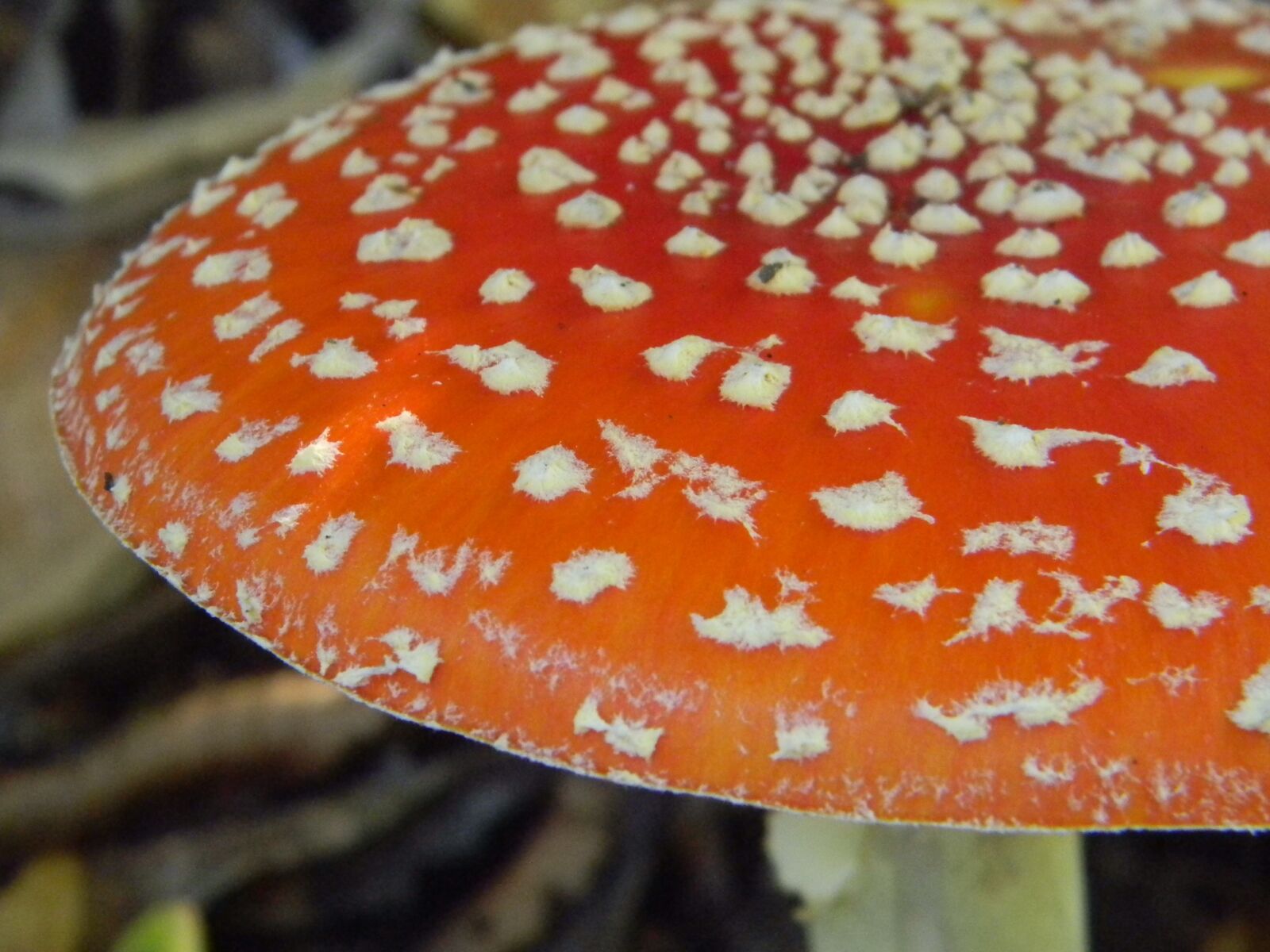 Nikon Coolpix L110 sample photo. Autumn, mushrooms, dotty photography