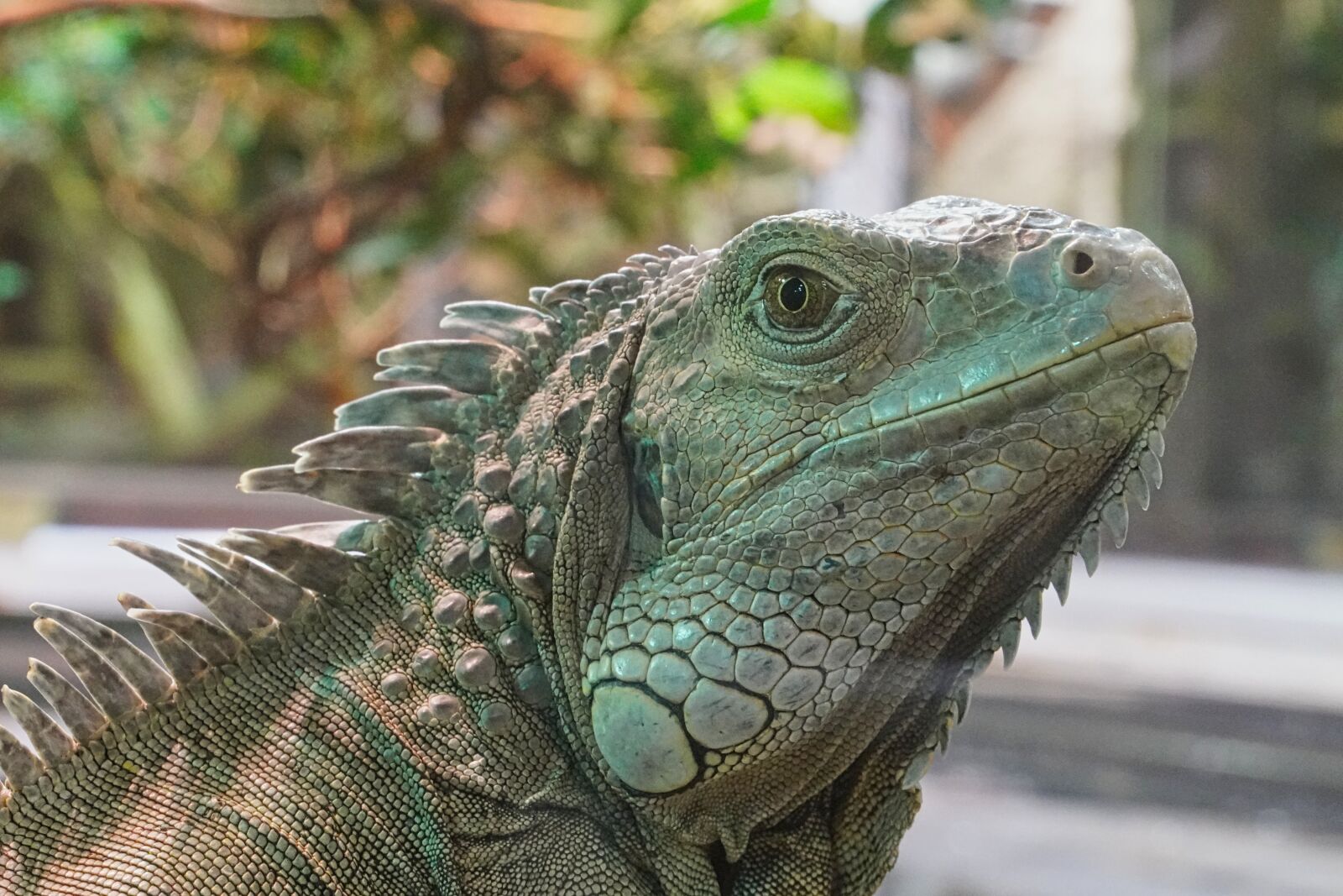 Sony a6400 sample photo. Green iguana, iguana, reptile photography