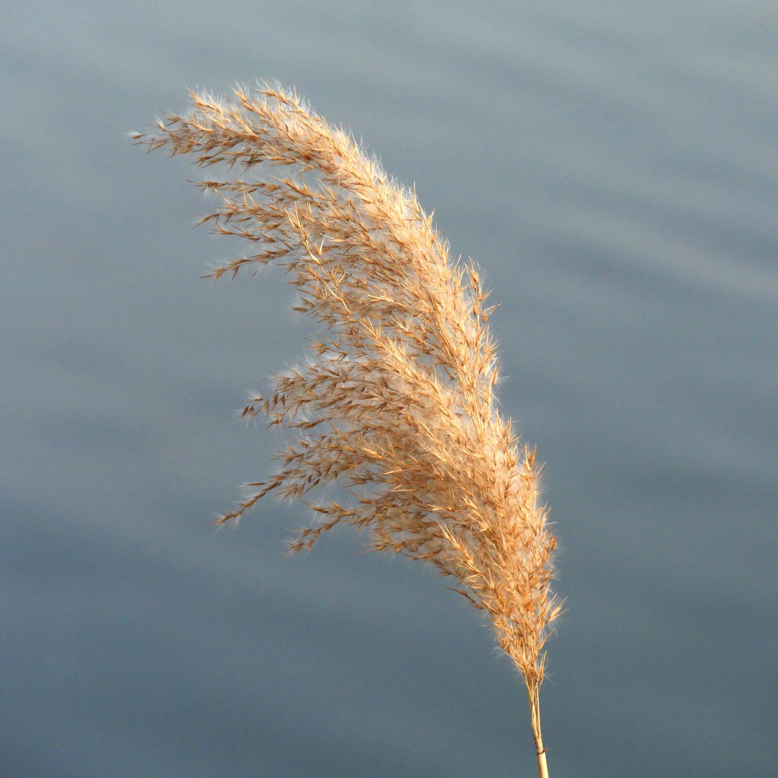 Panasonic Lumix DMC-GX8 sample photo. Reed, rush, panicle photography