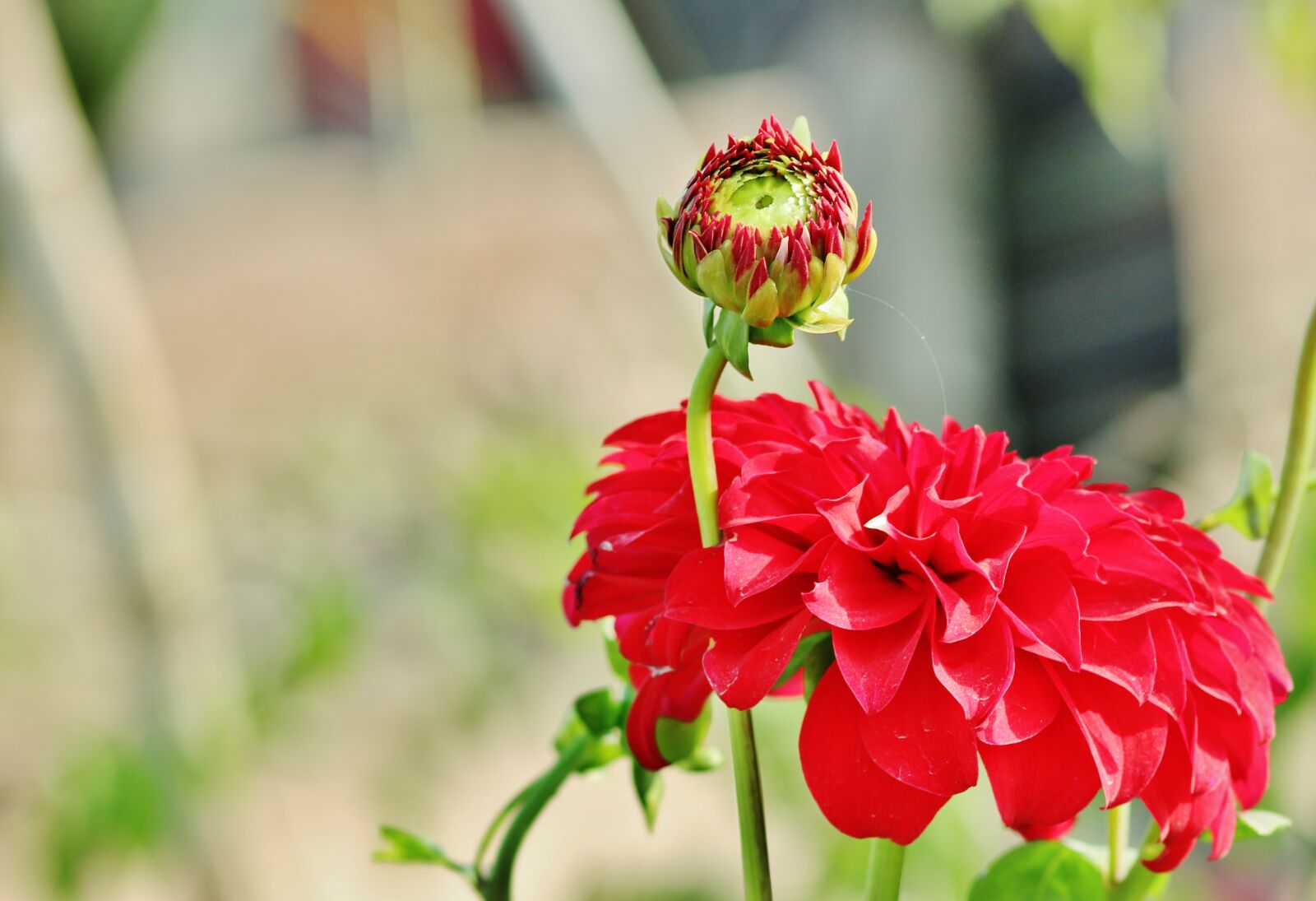 Canon EOS 700D (EOS Rebel T5i / EOS Kiss X7i) sample photo. Flower, red, plant photography