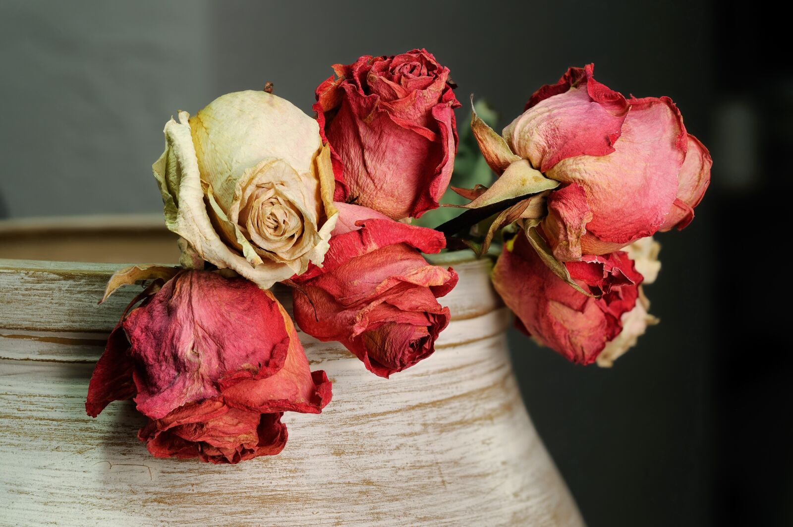 Nikon D300 sample photo. Roses, dried flowers, flowers photography