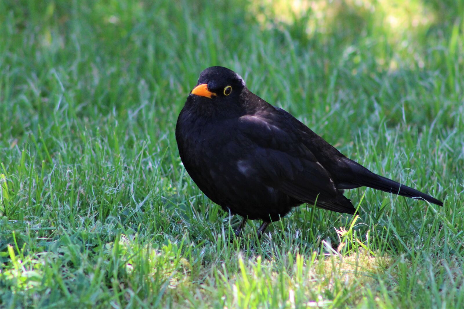 Canon EF75-300mm f/4-5.6 sample photo. Throttle, bird, nature photography