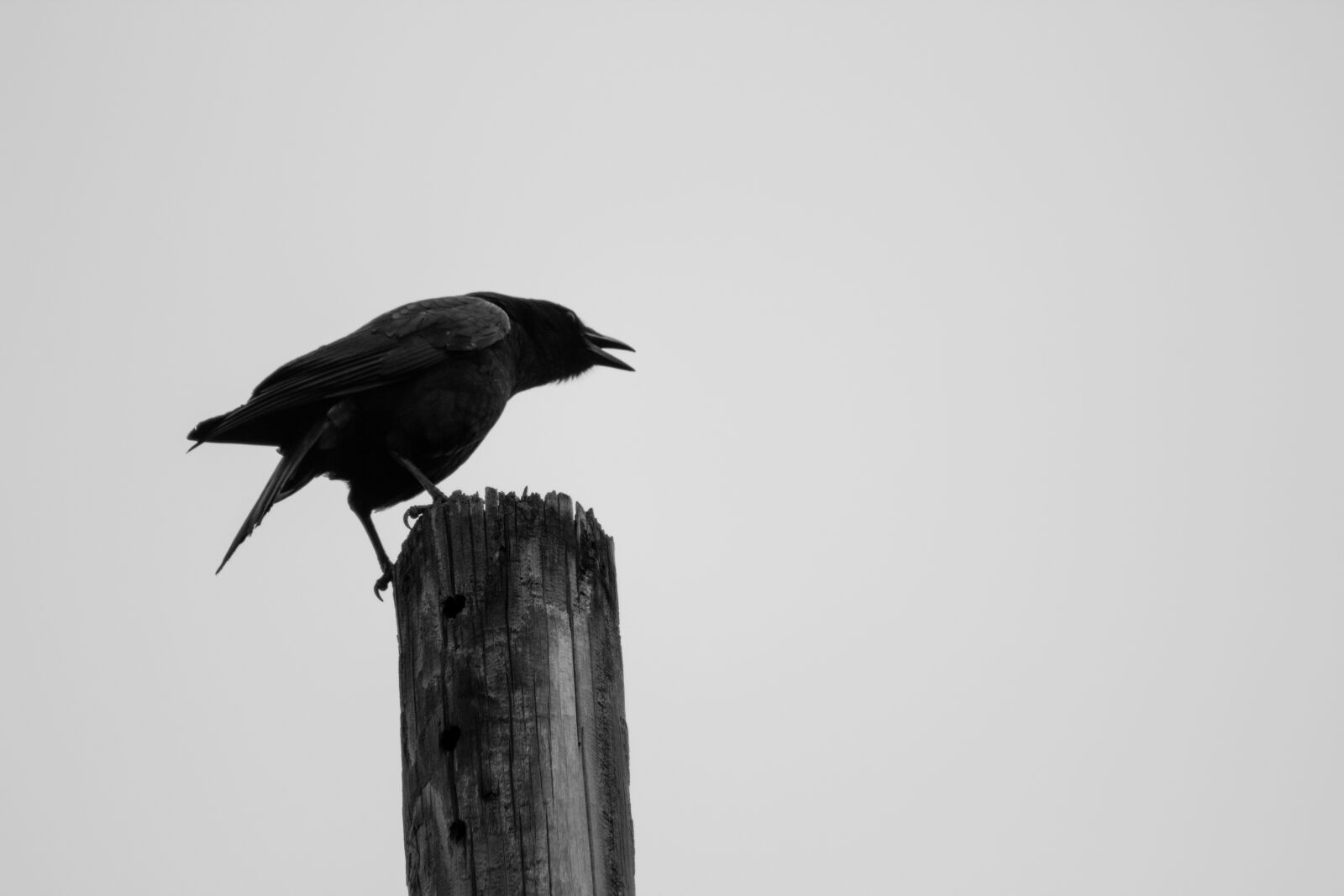 Canon EF 75-300mm f/4-5.6 sample photo. Bird, black, and, white photography