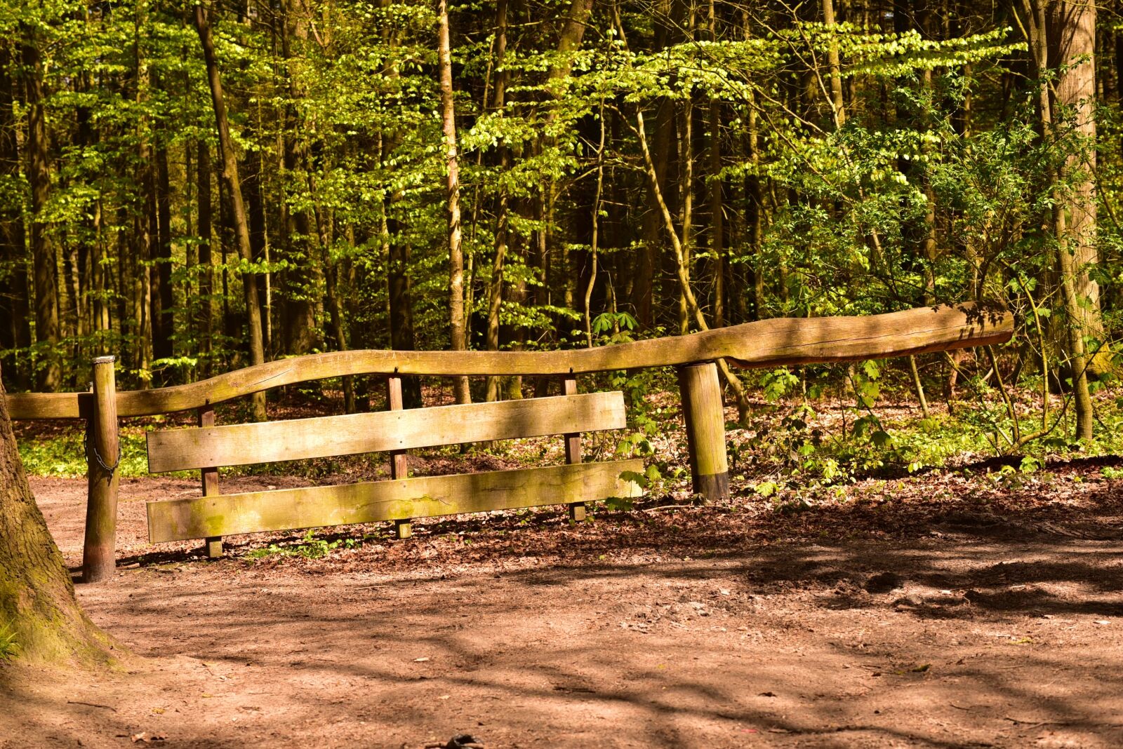 Nikon D750 sample photo. Forest, goal, input photography