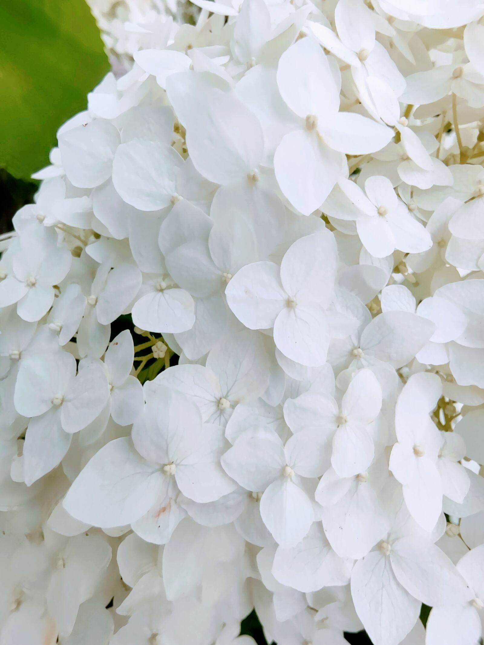 Xiaomi MI 9 sample photo. White, nature, flower photography
