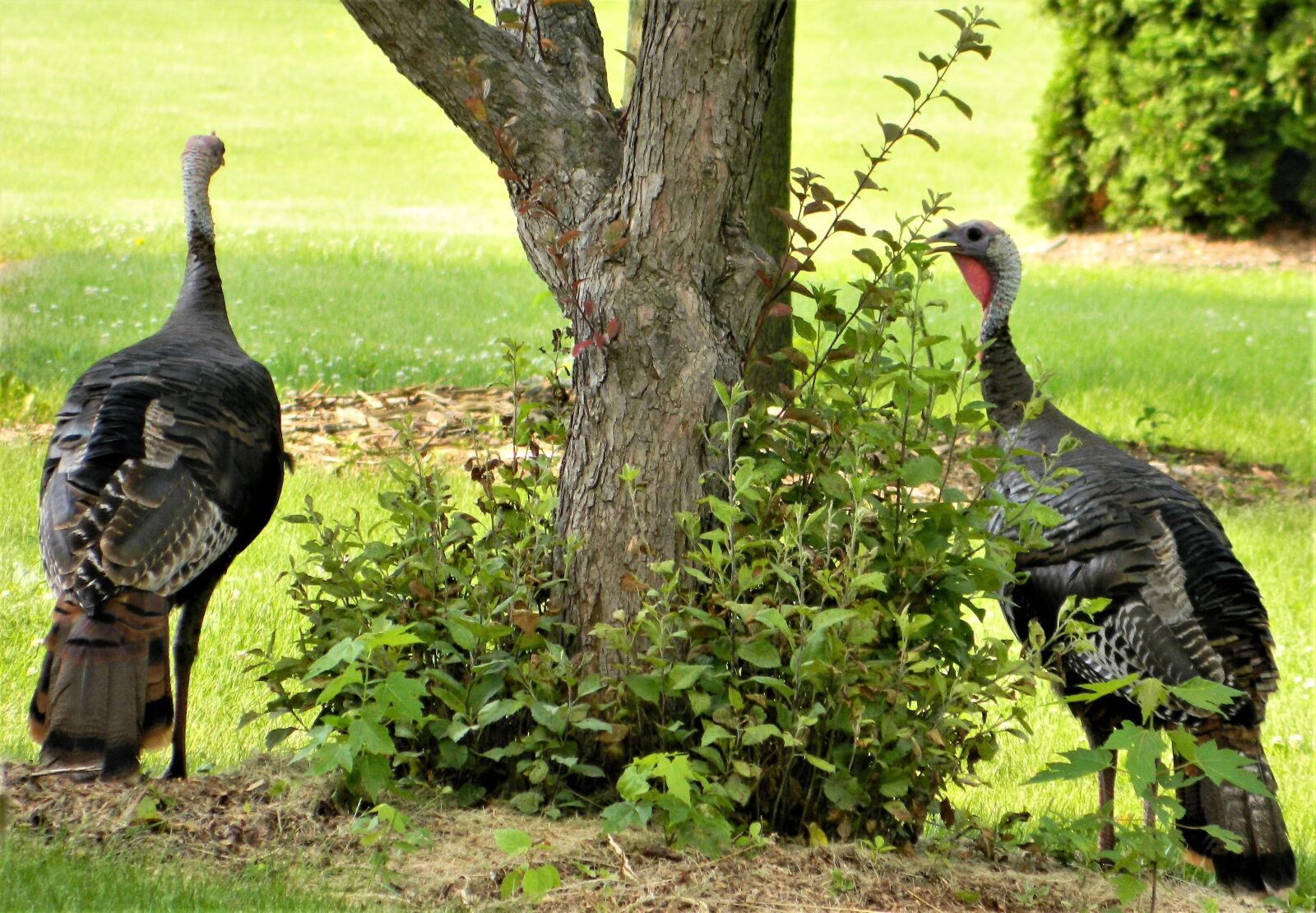 Nikon Coolpix L120 sample photo. Turkeys, poultry, birds photography