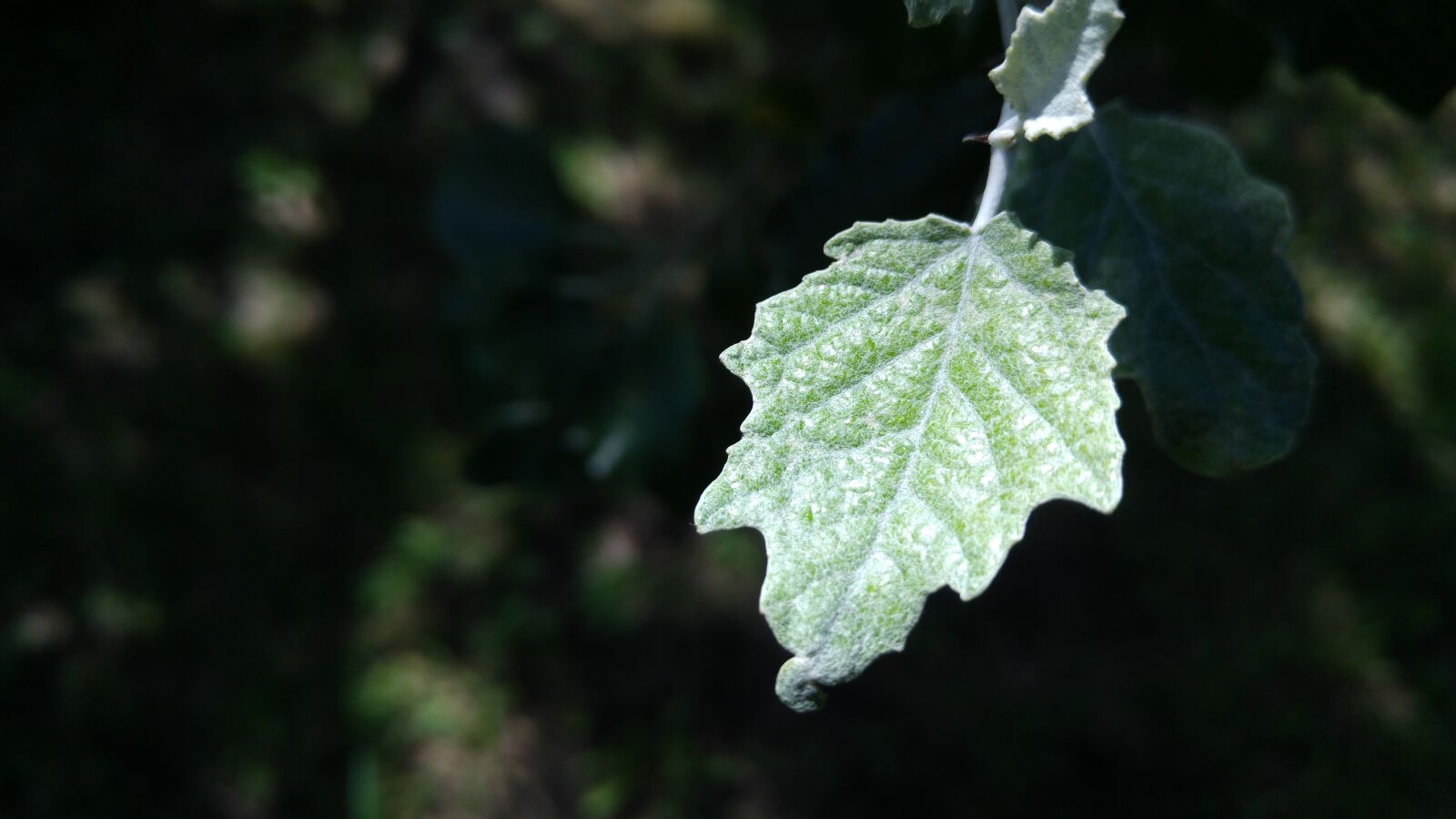 LG G4 sample photo. Leaf, tree, green photography