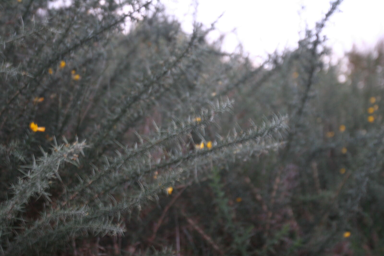 Canon EOS 20D sample photo. Flowers, thorns, thorny photography