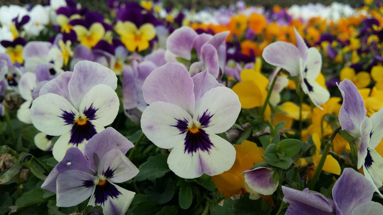 Samsung Galaxy A5 sample photo. Flowers, color, garden photography