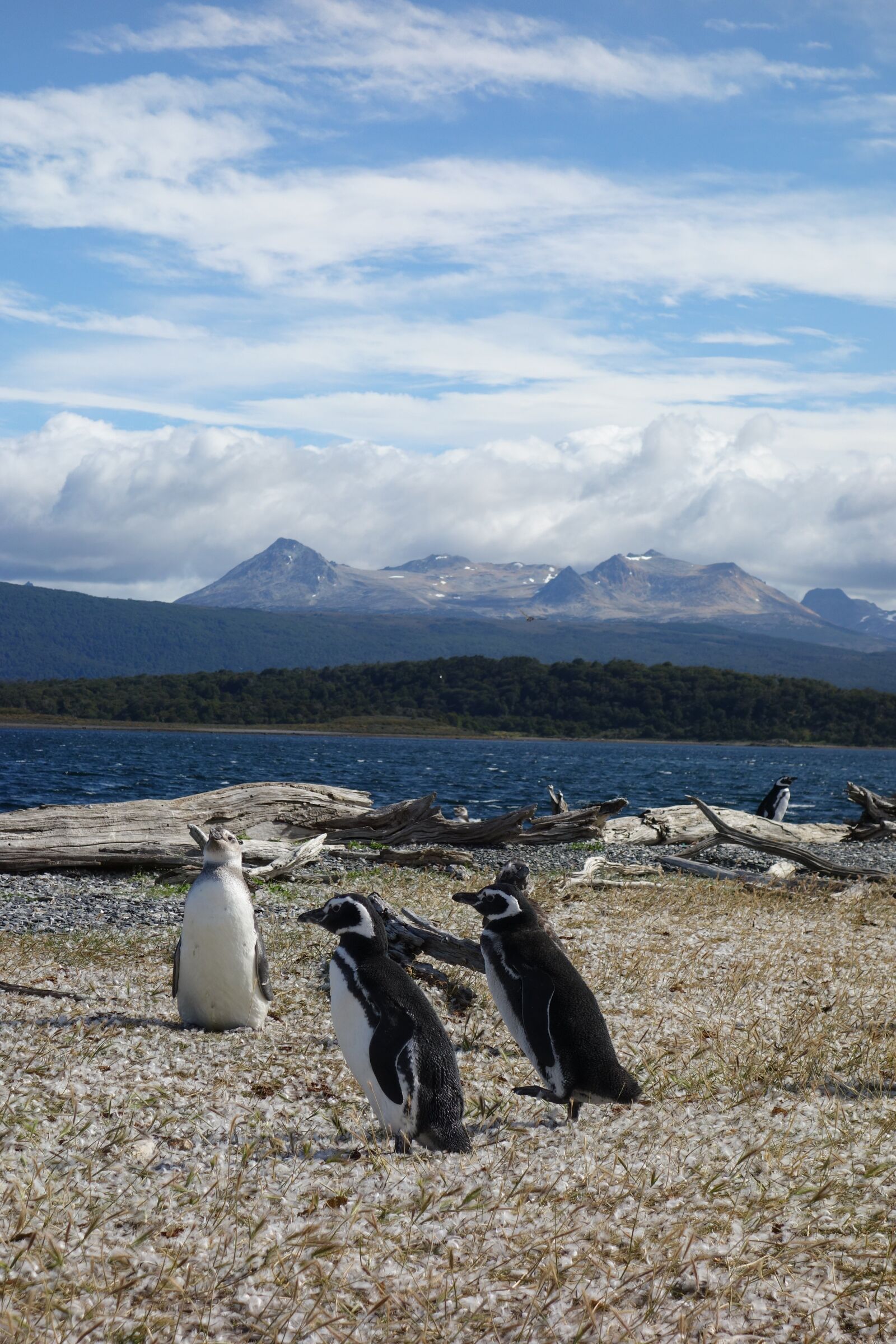 Sony Cyber-shot DSC-RX100 sample photo. Nature, penguins, animal photography