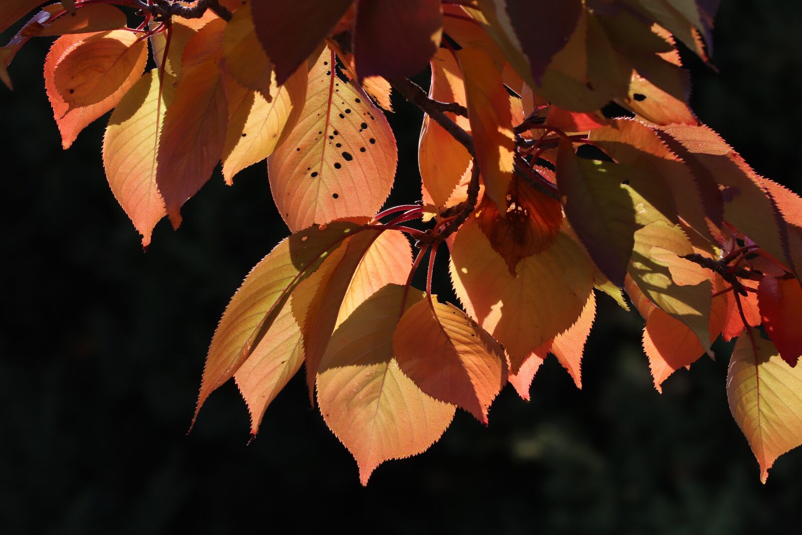 Canon EOS 800D (EOS Rebel T7i / EOS Kiss X9i) sample photo. Autumn leaves, maple, the photography
