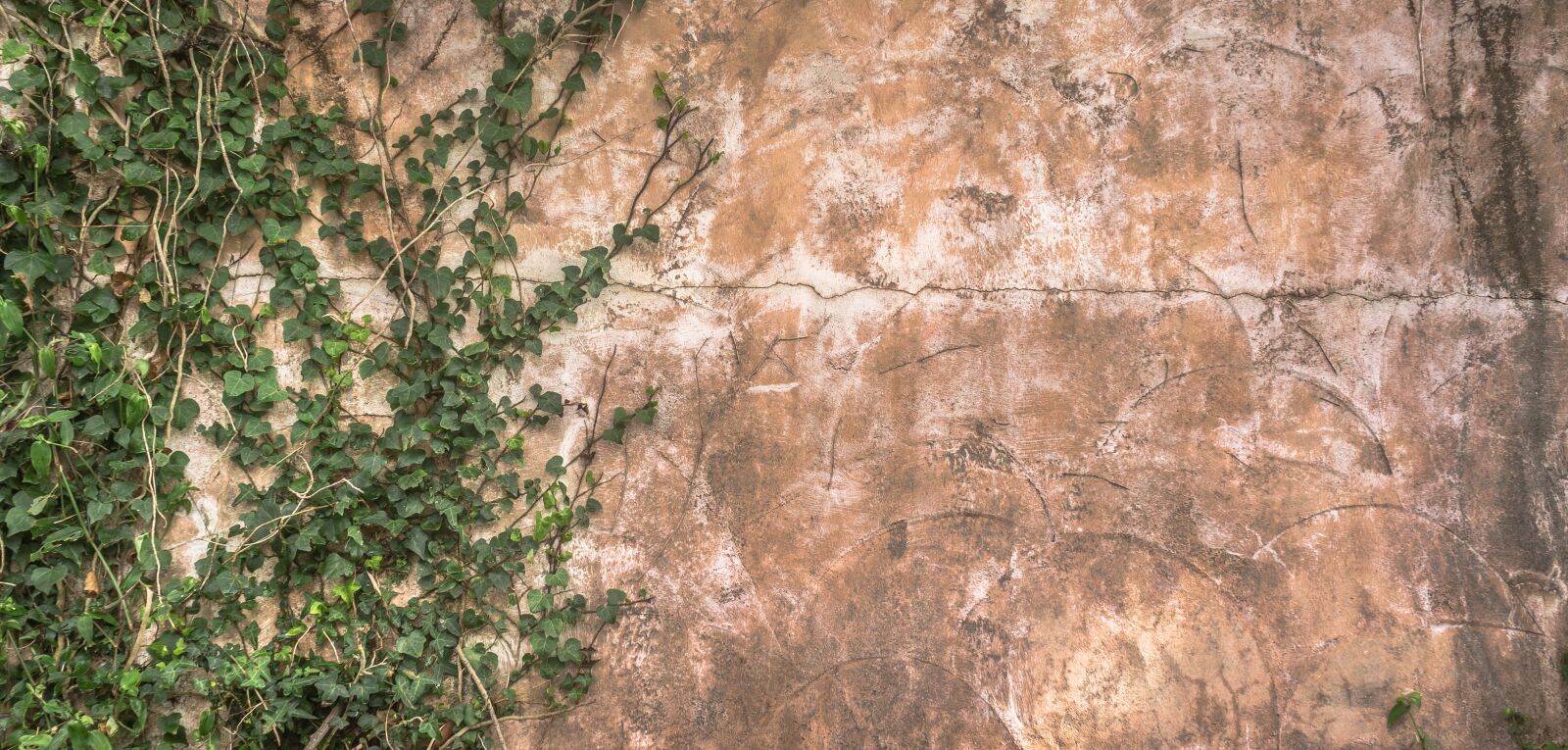 Sony Alpha NEX-5N sample photo. Wall, ivy, the leaves photography