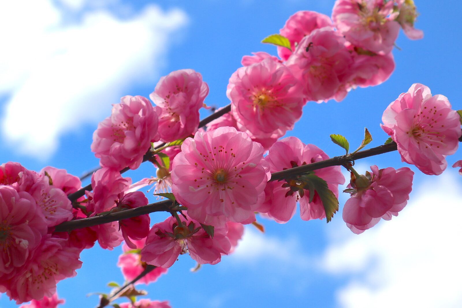 Canon EOS M100 sample photo. Flowers, pink, the beginning photography
