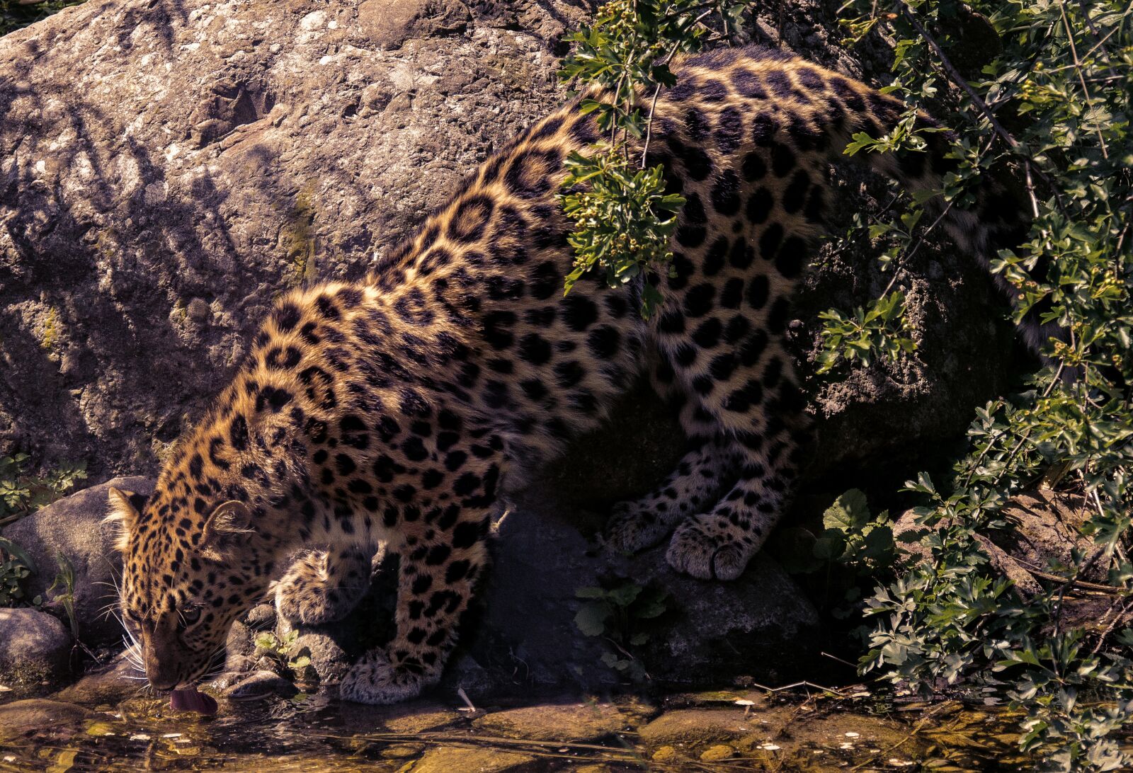 Nikon D5100 sample photo. Cat, animal world, carnivores photography