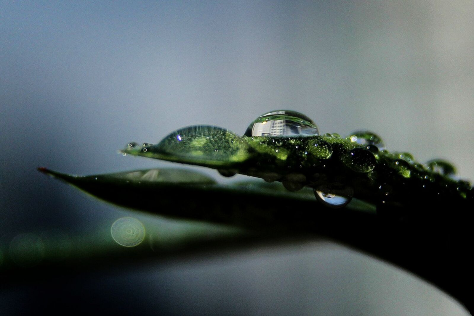 Canon EOS 60D sample photo. Raindrops, the water droplets photography