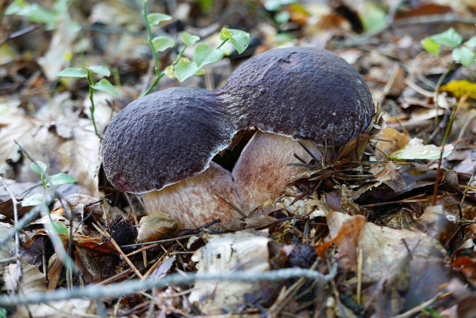 Panasonic Lumix DMC-LX100 sample photo. Mushrooms, nature, food photography