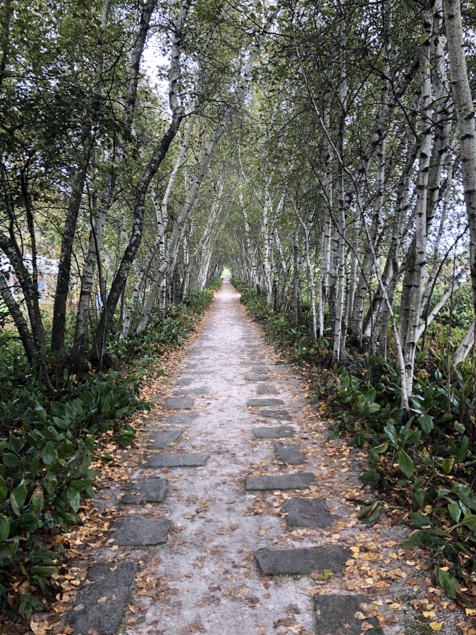 iPhone 8 back camera 3.99mm f/1.8 sample photo. Birch trees, pathway, birch photography