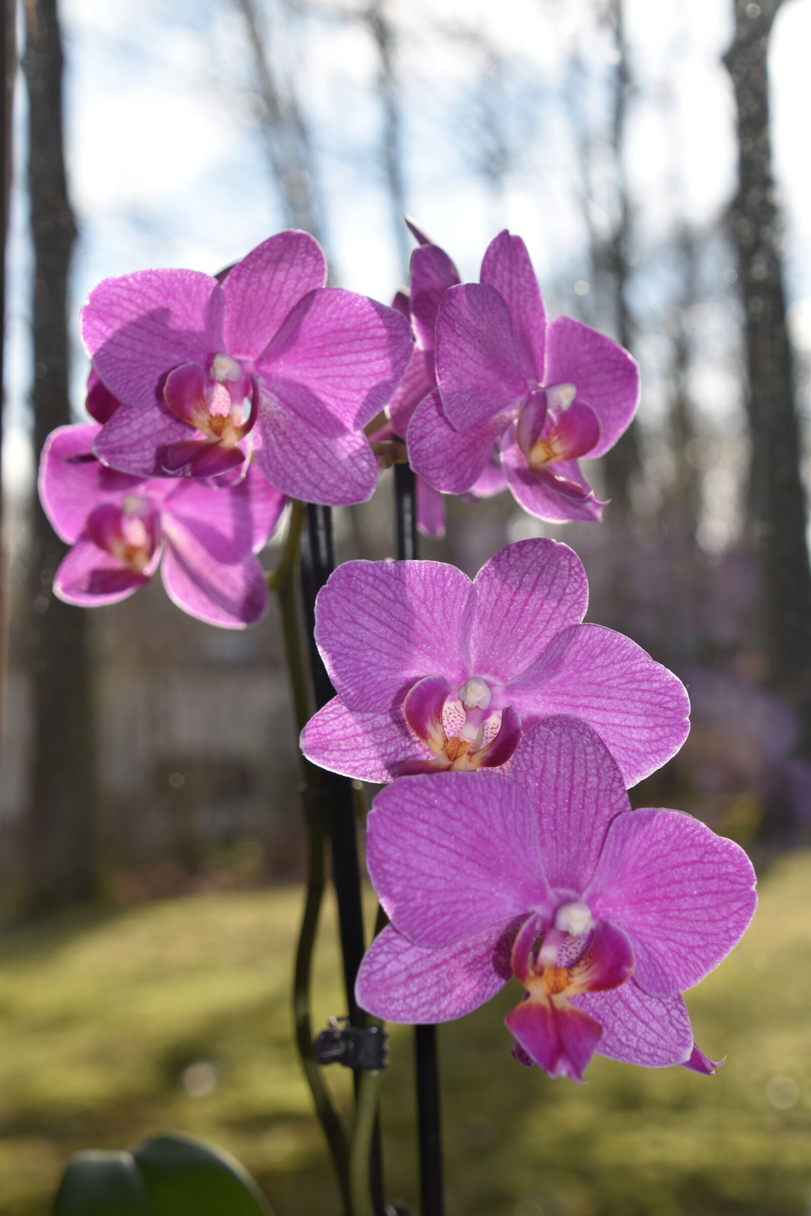 Nikon D5600 sample photo. Flower, plant, nature photography