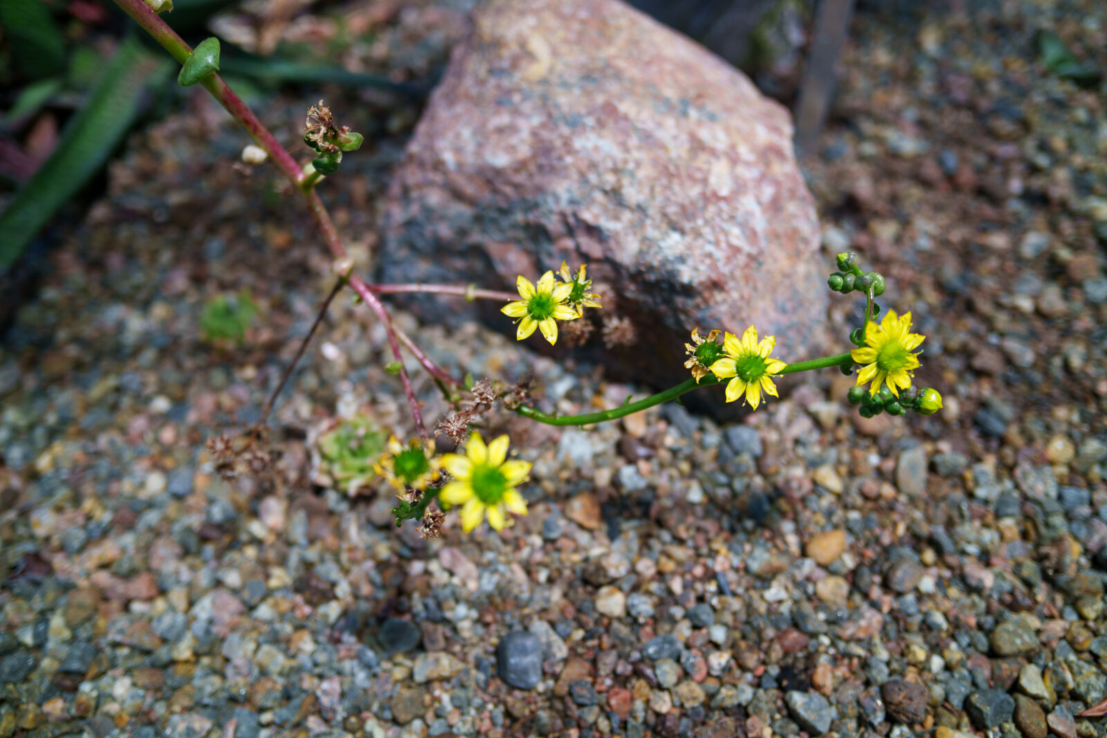 Samyang Remaster Slim 21mm F3.5 sample photo. Flowers photography