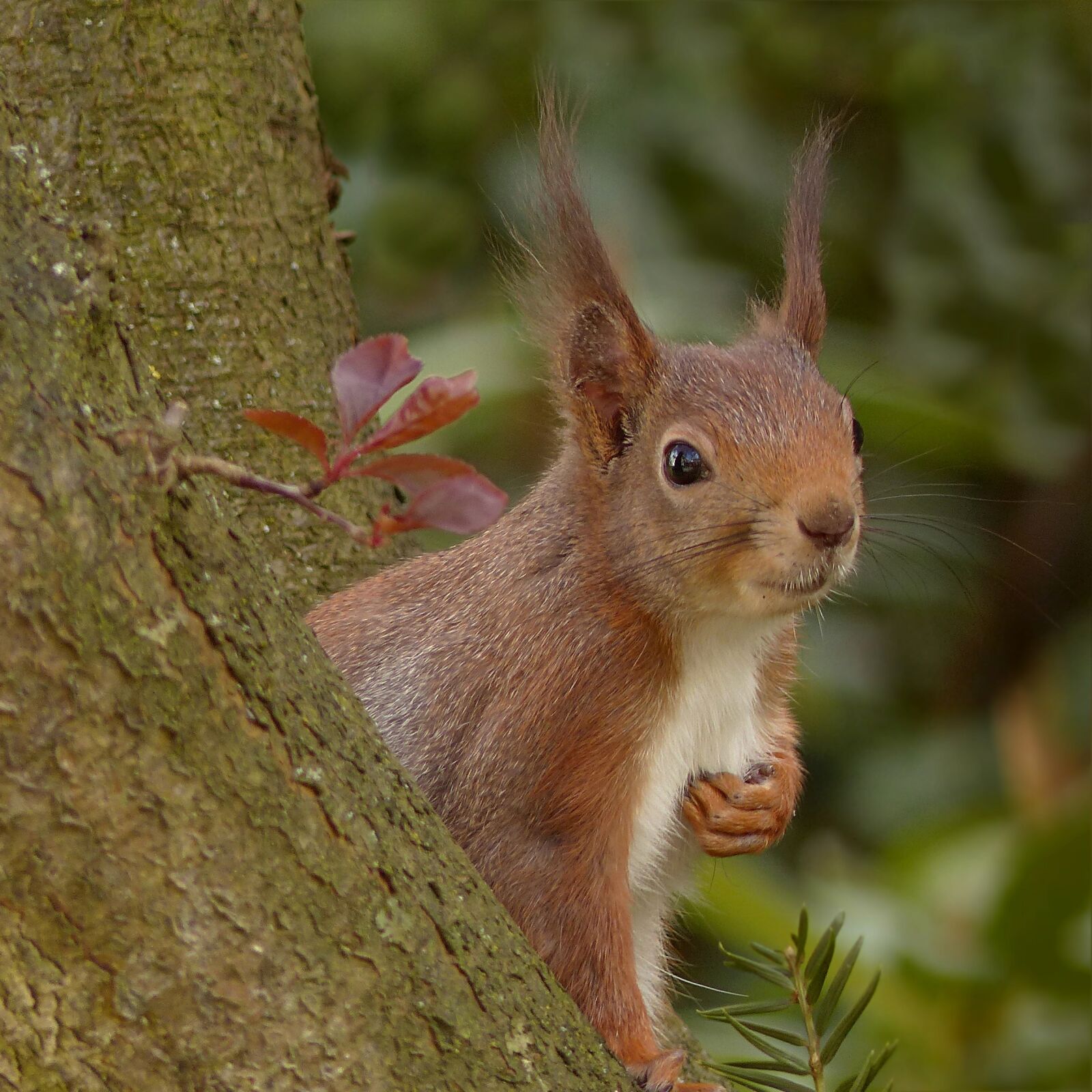 Panasonic Lumix DMC-FZ200 sample photo. Squirrel, sciurus, animal photography