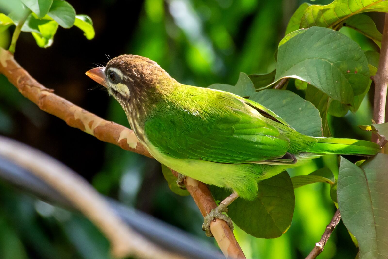 Nikon D5500 sample photo. Barbet, bird, perched photography