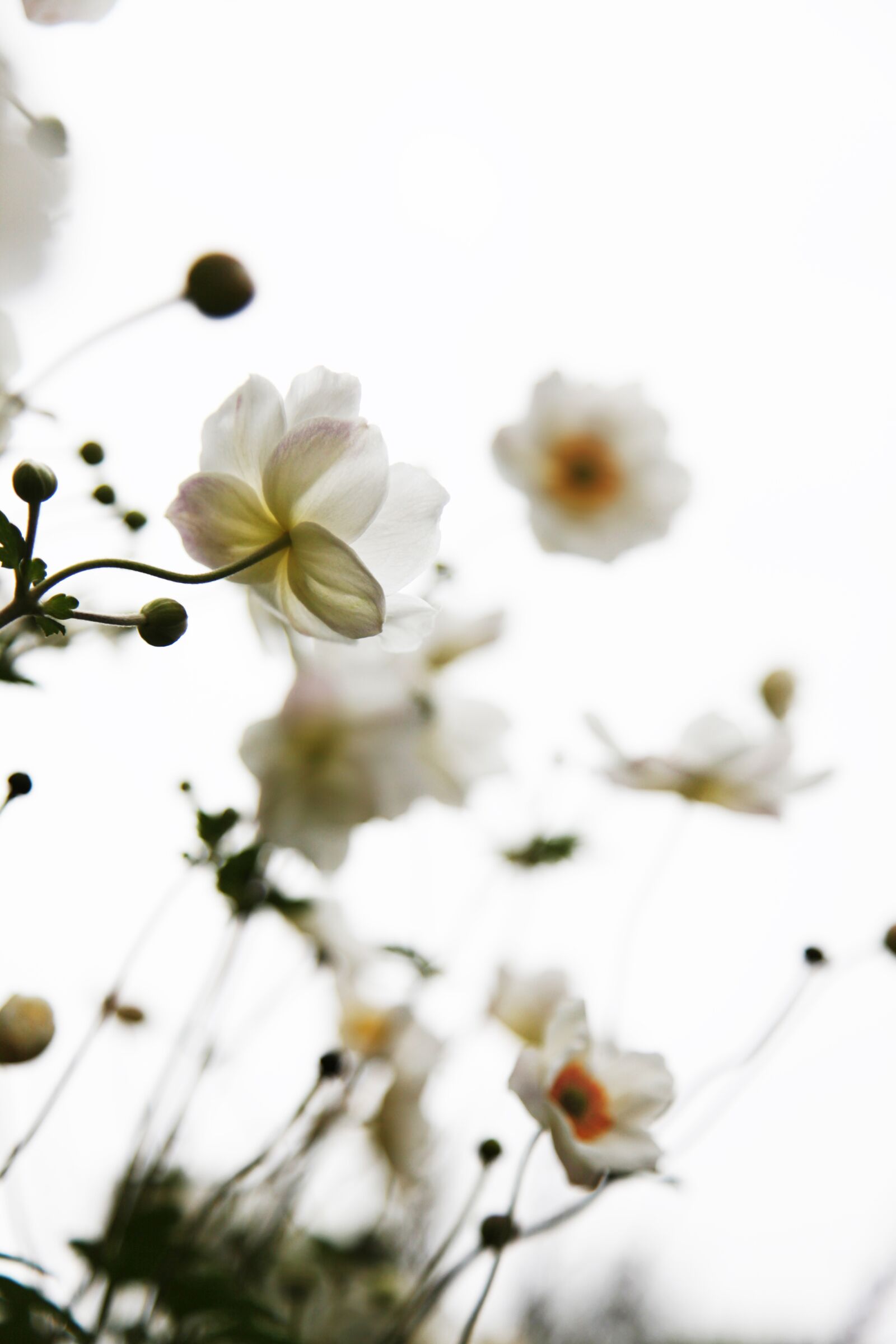 Canon EOS 5D Mark II sample photo. White, flowers, nature photography