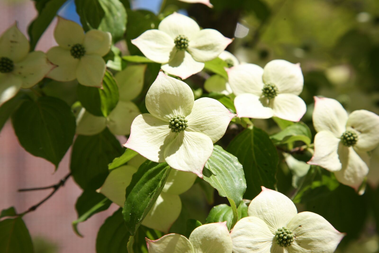 Canon EOS 5D sample photo. Osier, nature, flowers photography