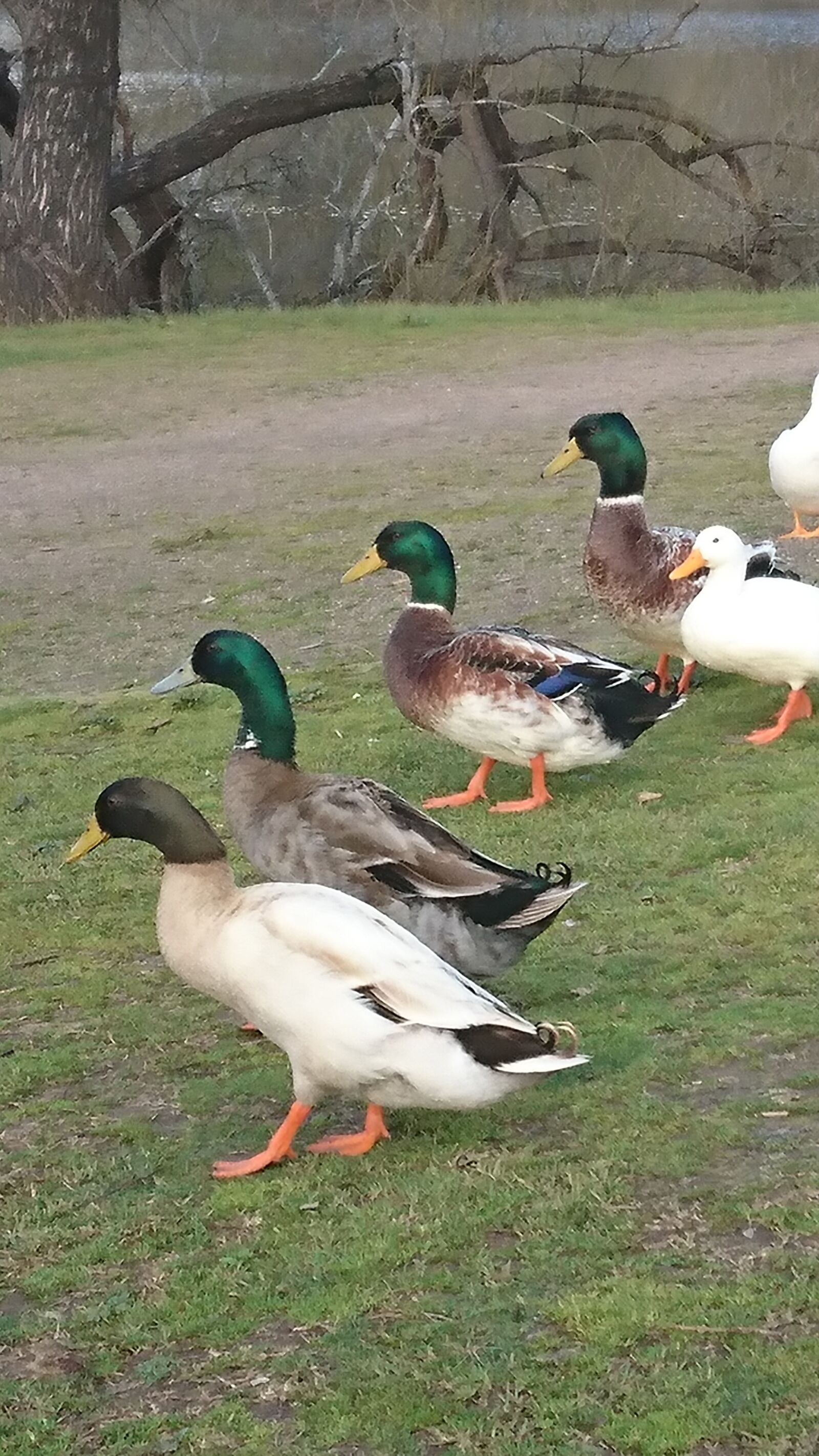 Sony Xperia XZ sample photo. Ducks, marching, park photography