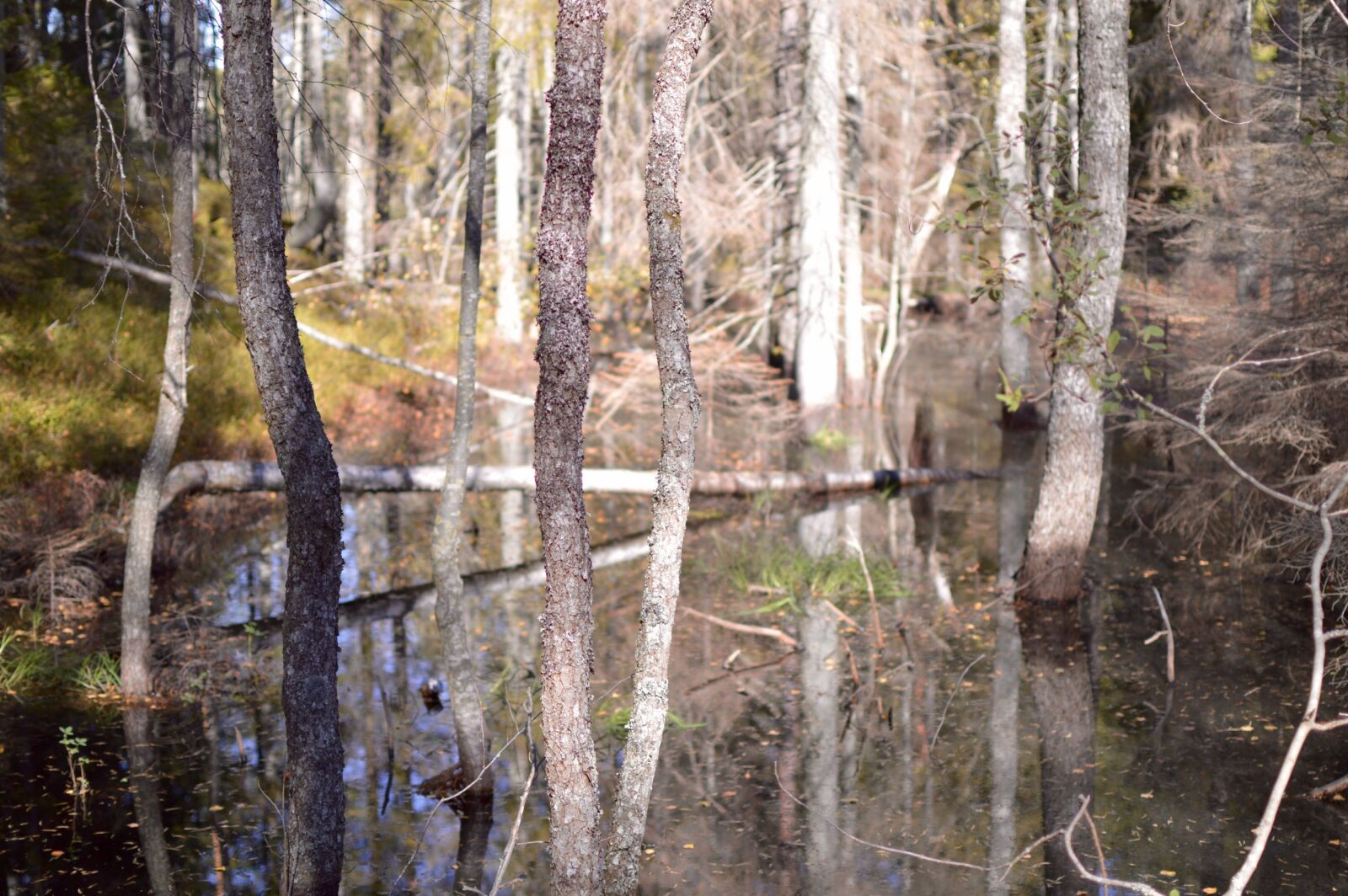 Nikon D3200 sample photo. Tree, birch, pine photography