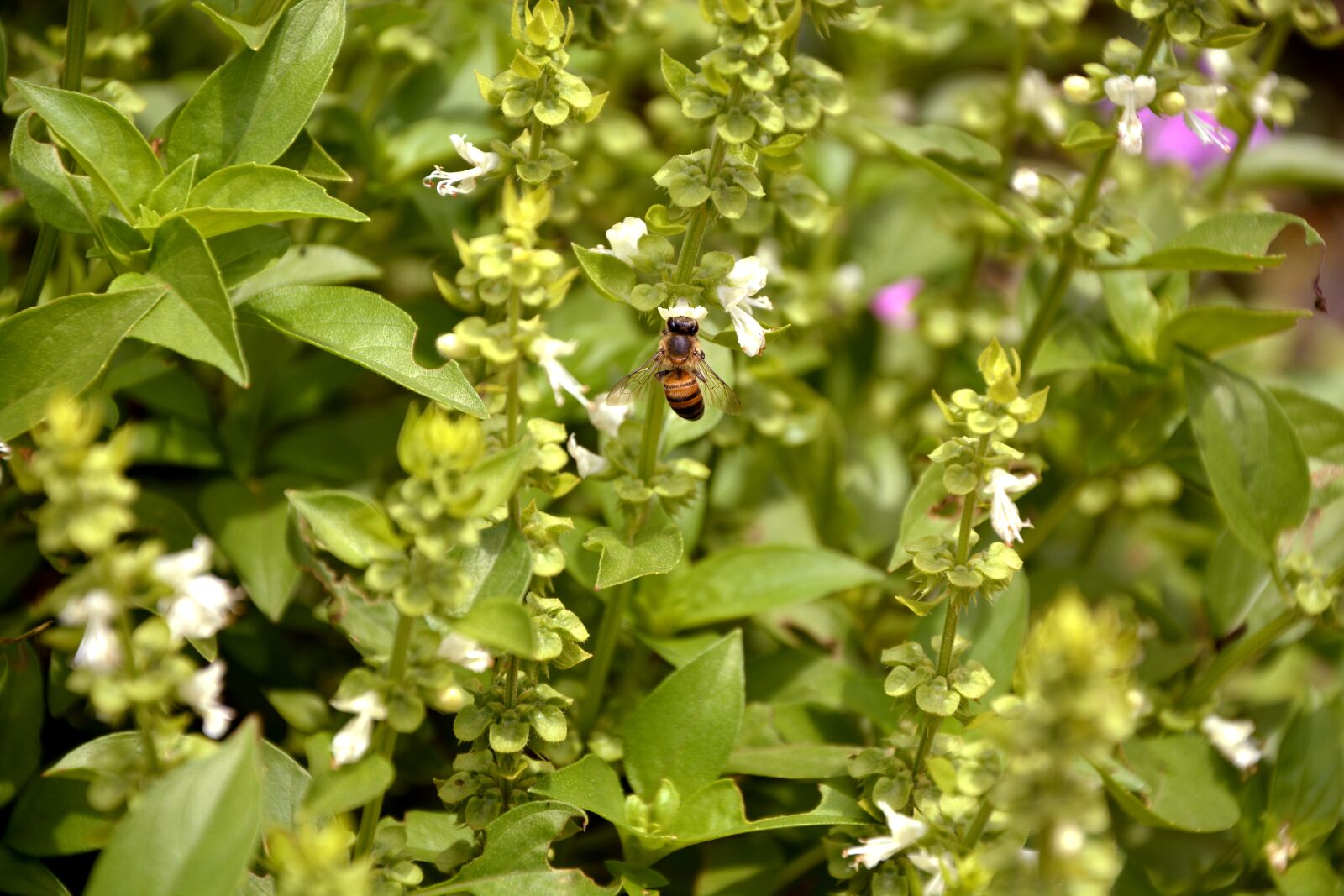 Nikon D7100 sample photo. Bee, nature, basil photography