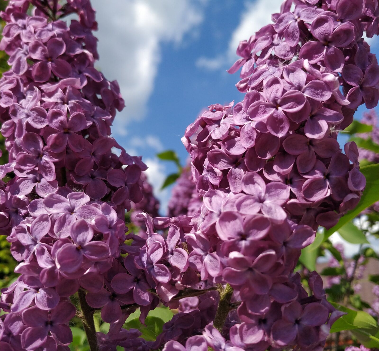 Xiaomi Mi A2 sample photo. Lilac, purple flowers, lilac photography