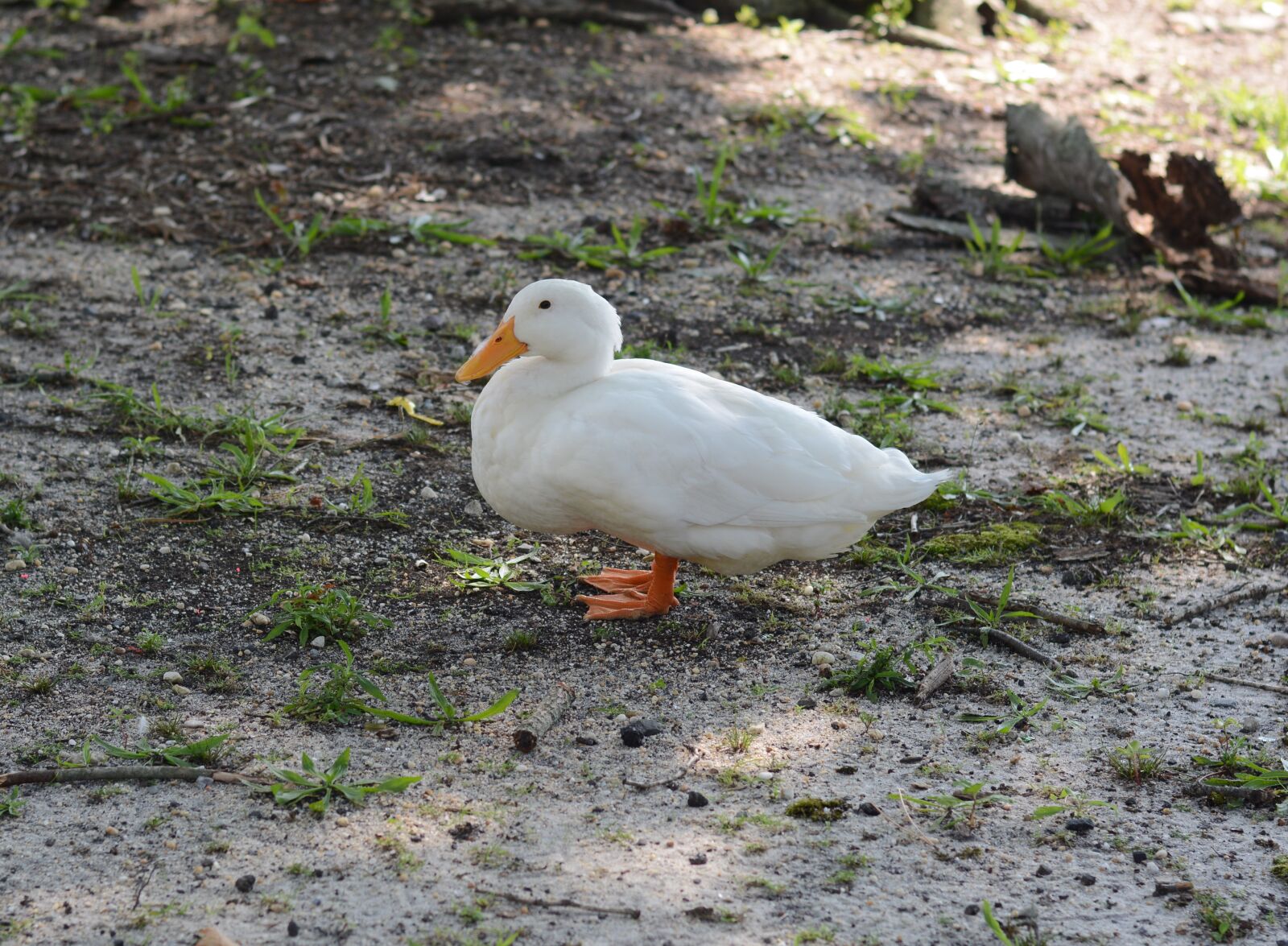 Nikon D5200 sample photo. Goose, geese, bird photography