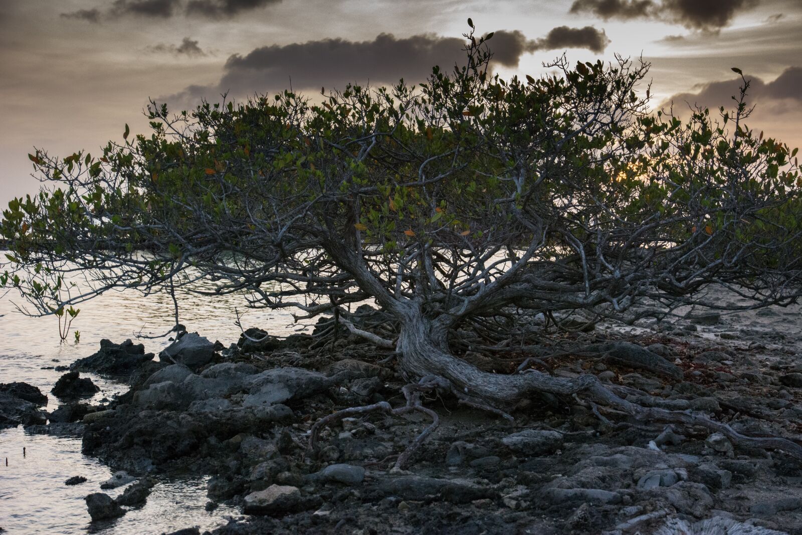 Nikon D7100 sample photo. Divi, tree, water photography