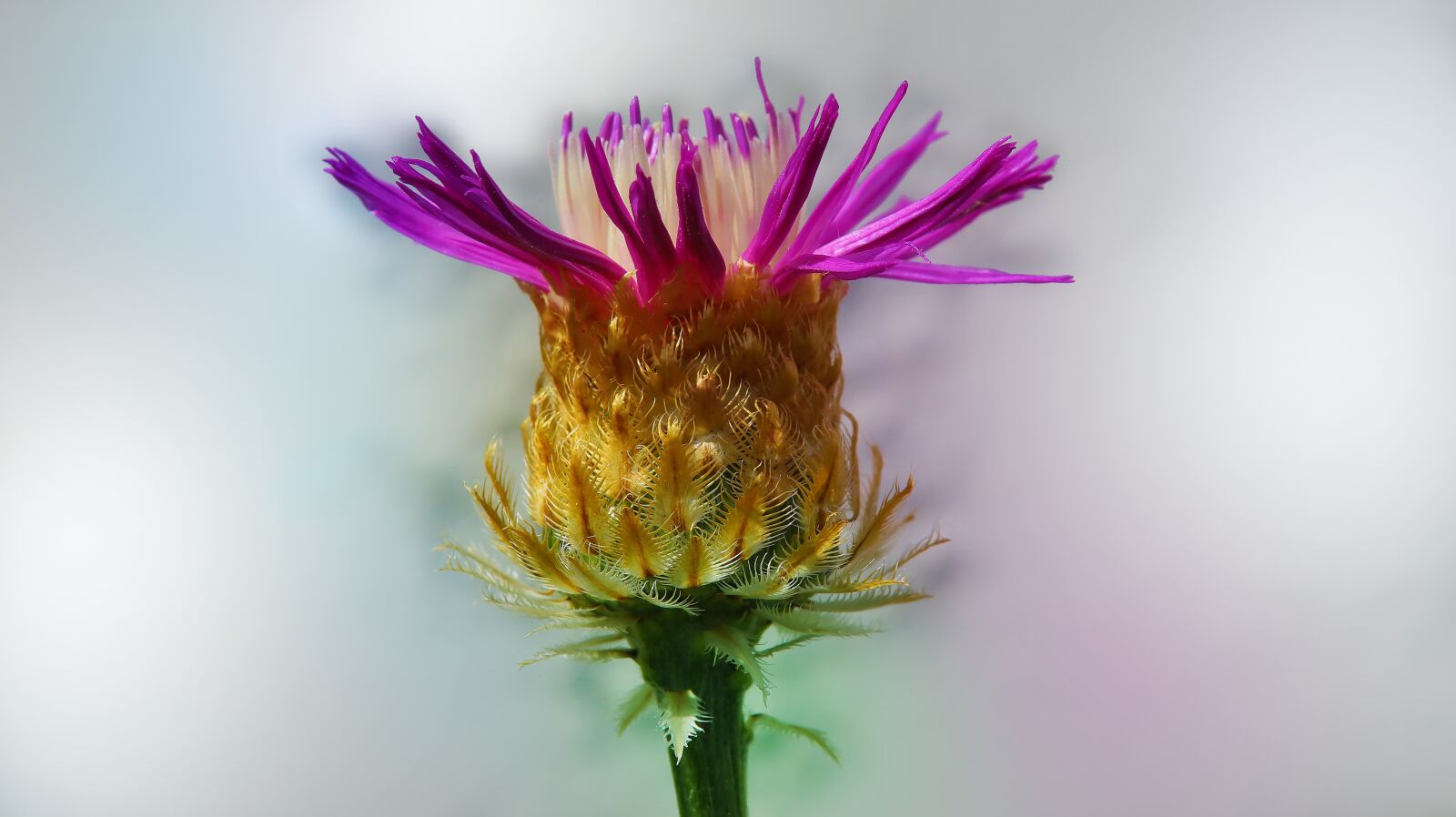 Canon EOS M50 (EOS Kiss M) sample photo. Cornflower, summer, garden photography