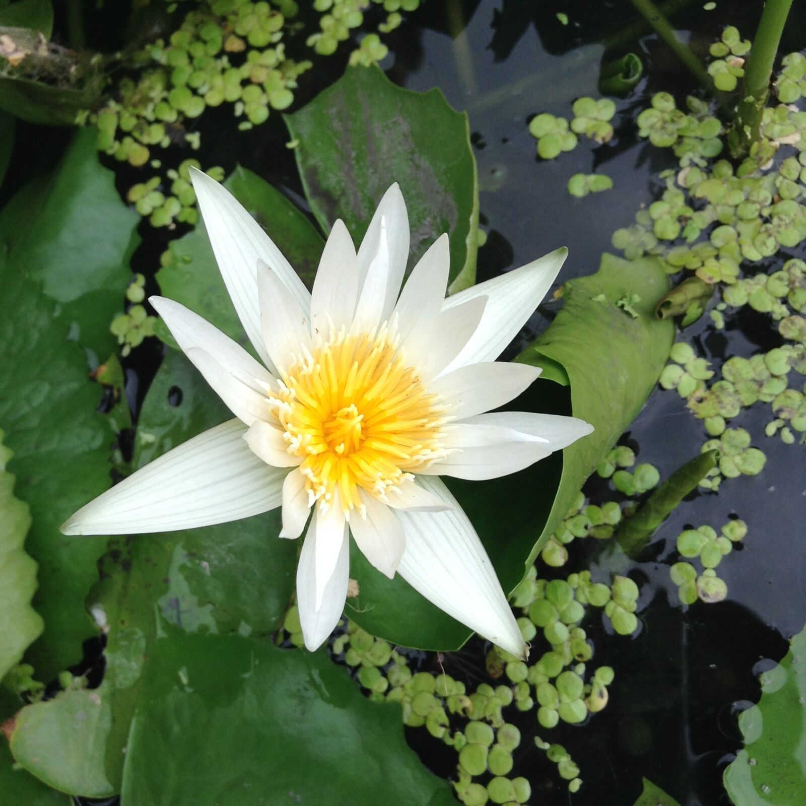 Apple iPad mini sample photo. Lotus, white, bua ban photography