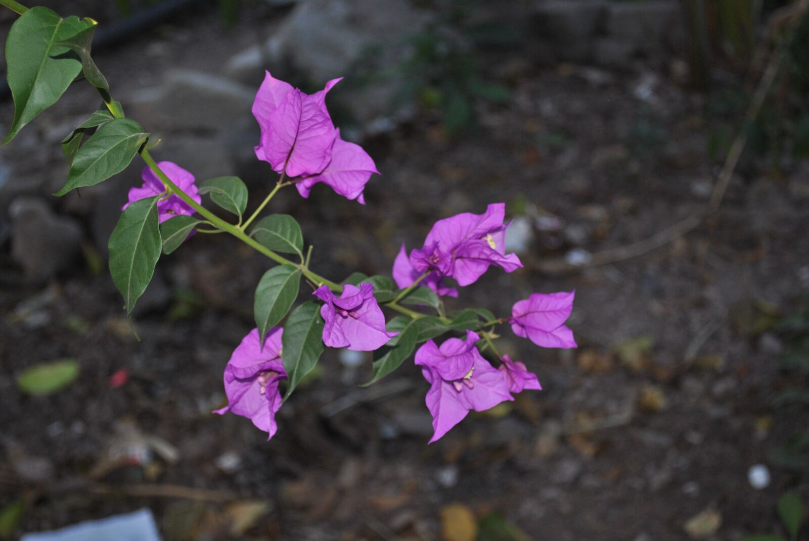 Nikon D3000 sample photo. Flower, buganbilia, branch photography