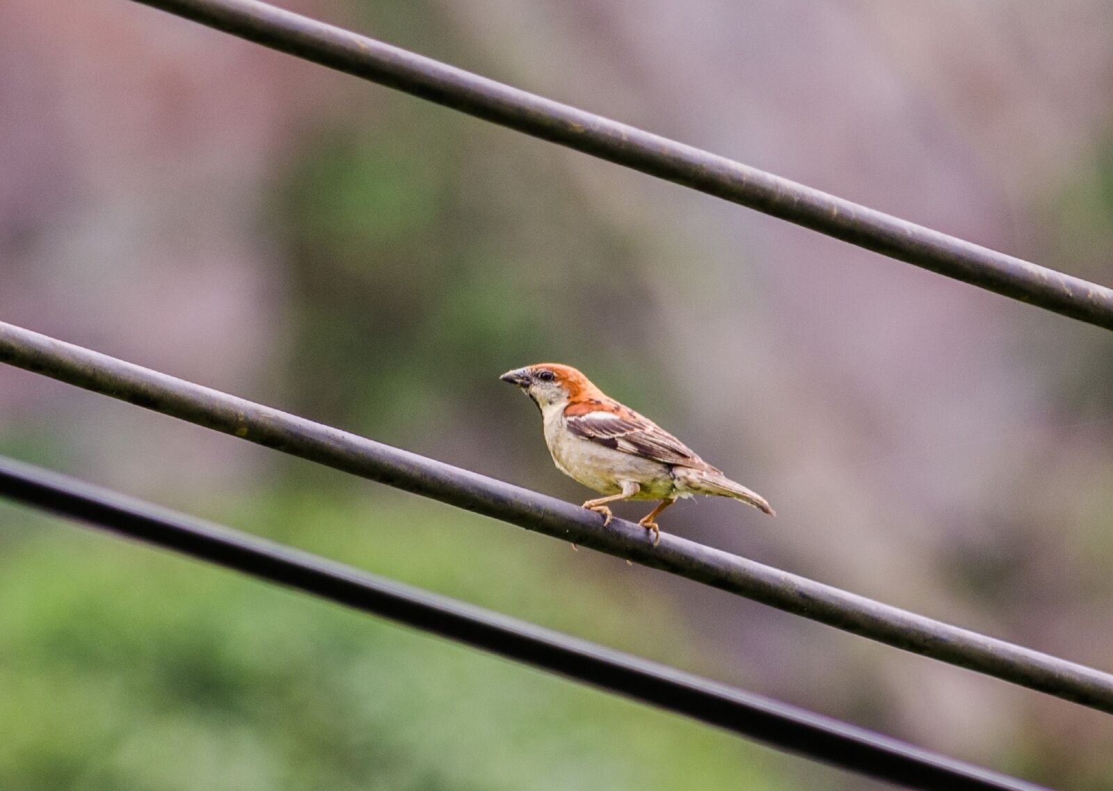 Nikon D5100 sample photo. Sharing hung, passer rutilans photography
