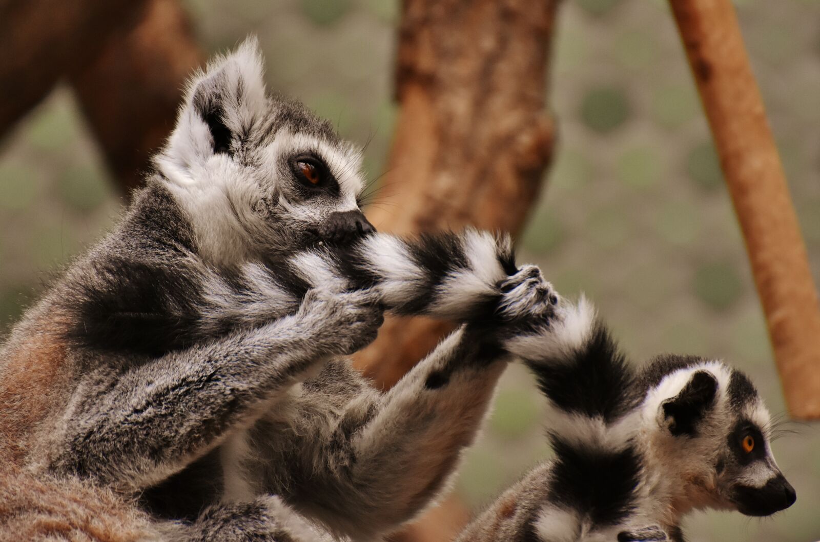 Nikon D7200 sample photo. Monkey, lemur, cute photography