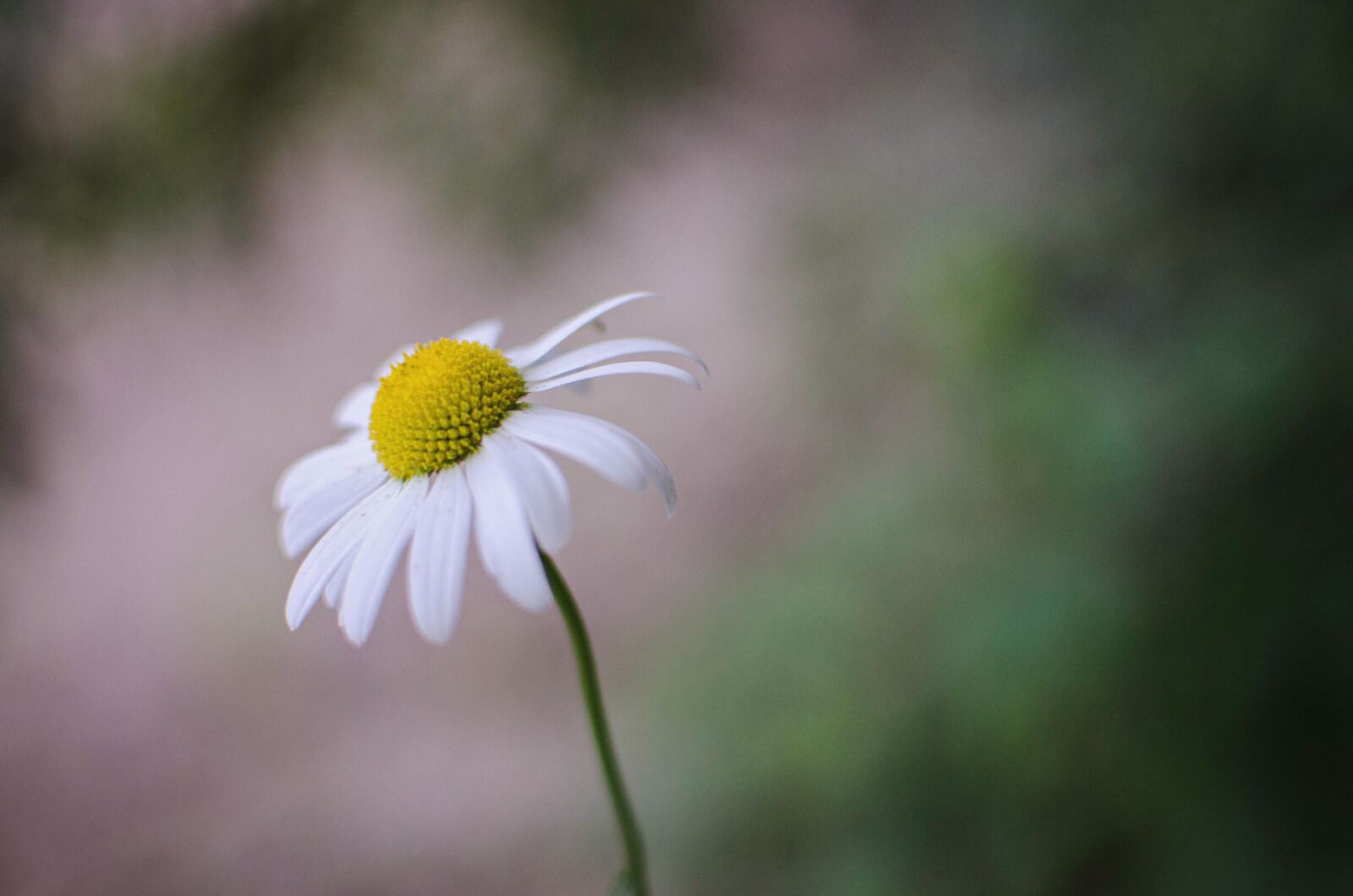 Nikon D7000 sample photo. Daisy, flower, bloom photography