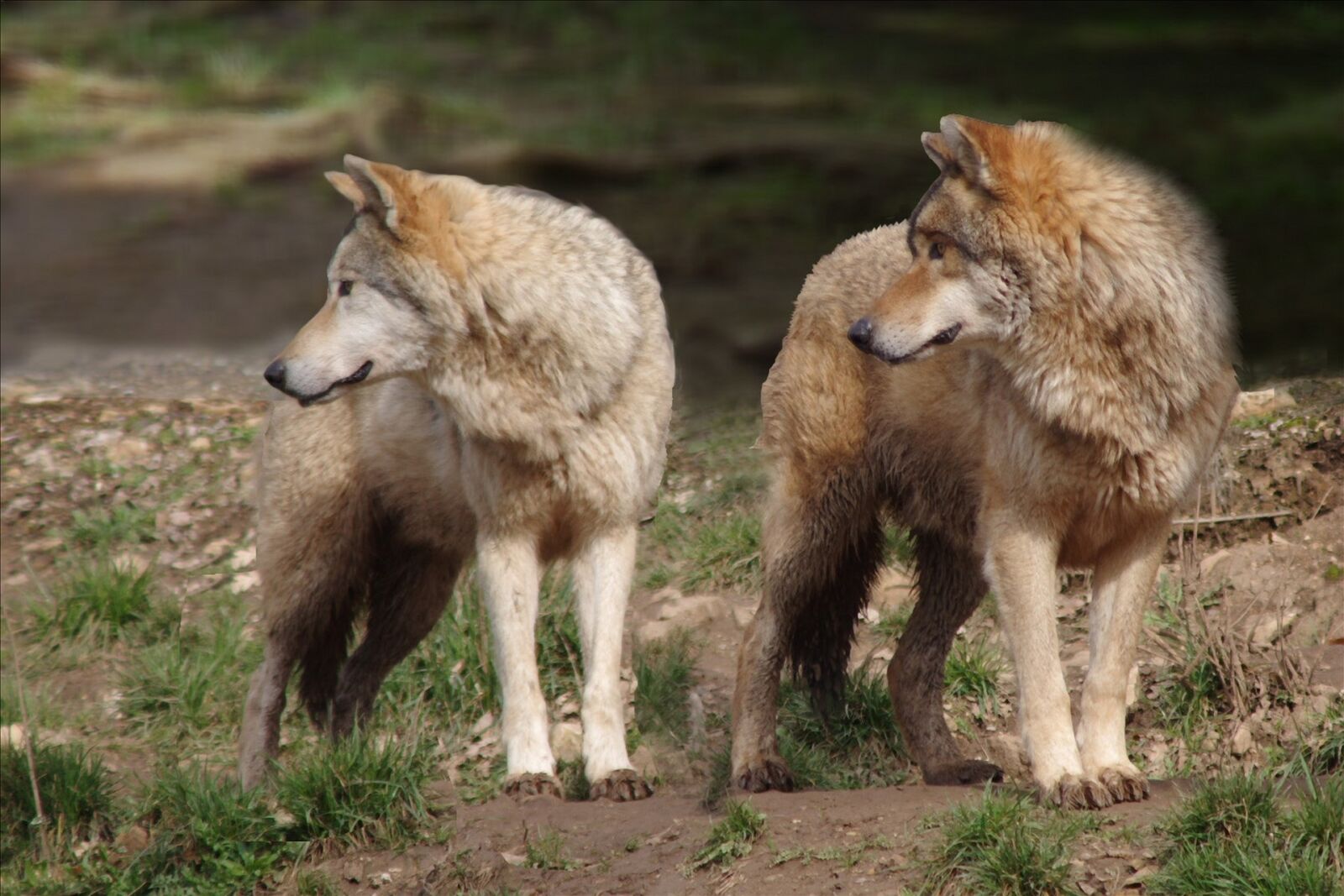 Pentax K-3 sample photo. Nature, wolf, is watching photography