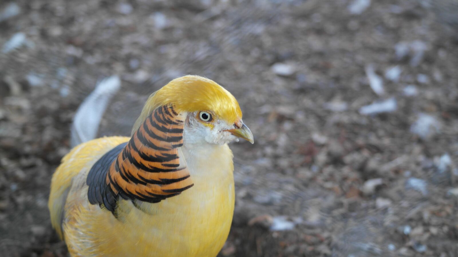 Samsung NX1000 sample photo. Birds, exotic, nature photography