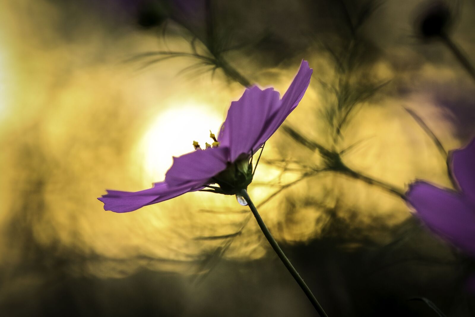 Canon EF 70-300mm F4-5.6L IS USM sample photo. Flowers, cosmos, autumn photography