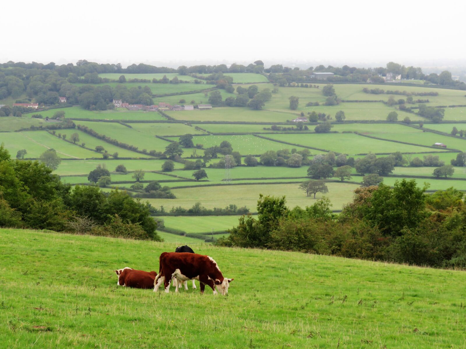 Canon PowerShot SX540 HS sample photo. Cows, rural, cattle photography