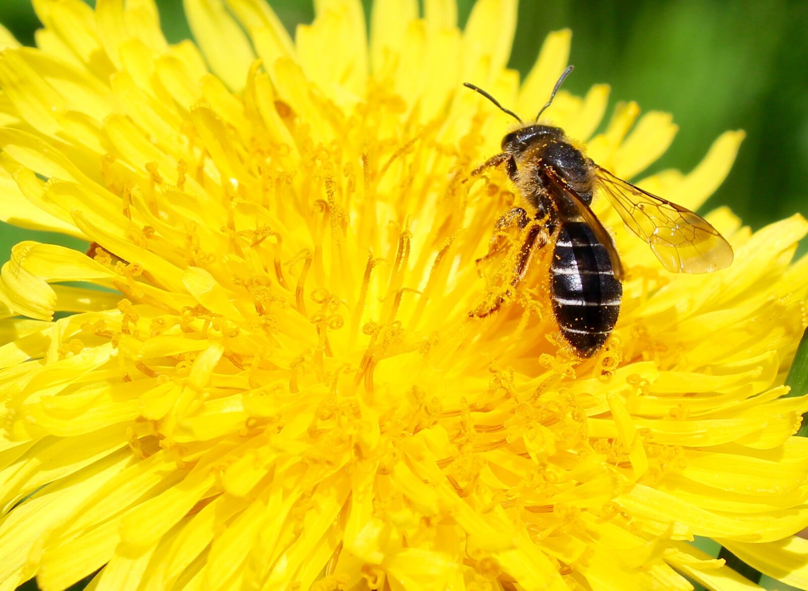 Canon EOS 1300D (EOS Rebel T6 / EOS Kiss X80) sample photo. Bee, dandelion, university, of photography