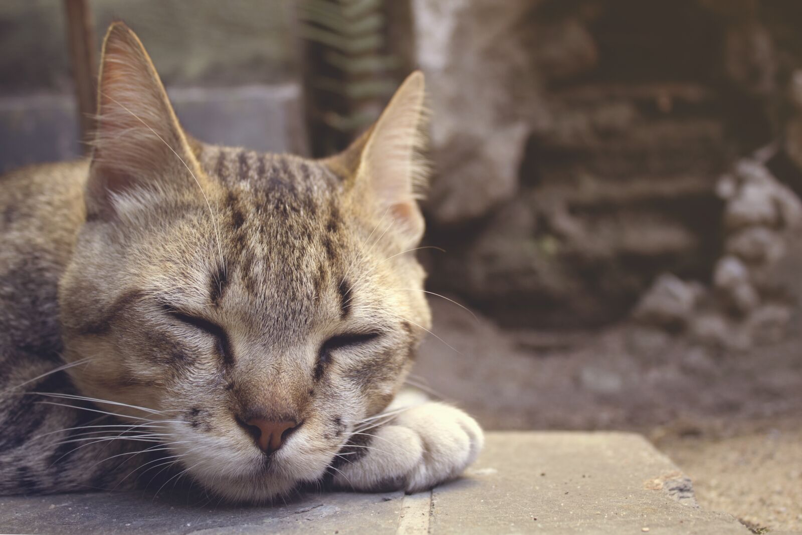 Canon EOS 1200D (EOS Rebel T5 / EOS Kiss X70 / EOS Hi) sample photo. Adorable, animal, background photography