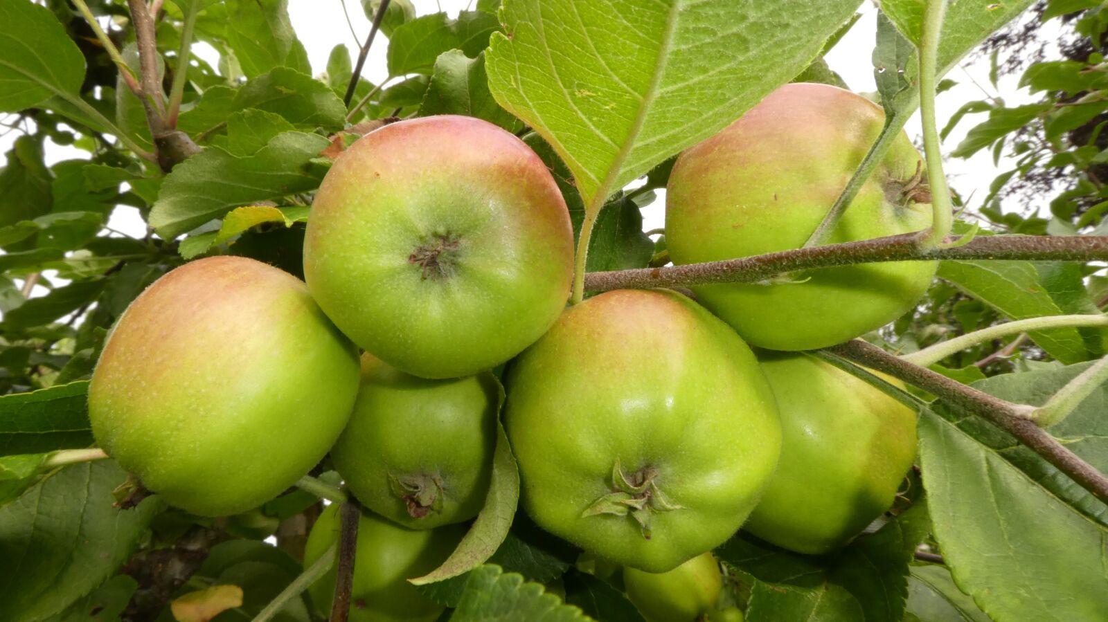 Panasonic DMC-TZ81 sample photo. Apple, apple tree, fruit photography