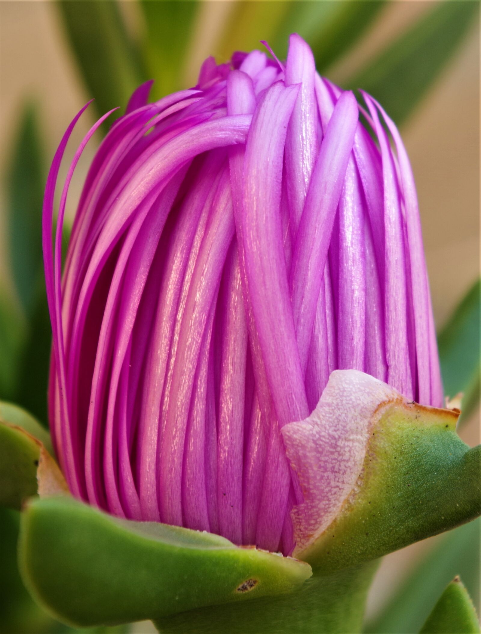 Pentax K-50 sample photo. Flower, spring, macro photography