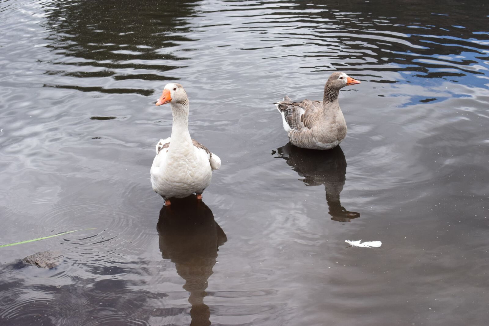 Nikon D3300 sample photo. Lake, ducks, water photography