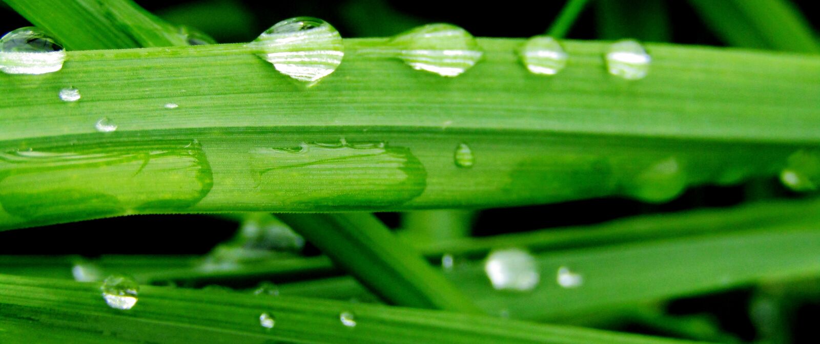 Canon POWERSHOT SX432 IS sample photo. Grass, green, raindrop photography