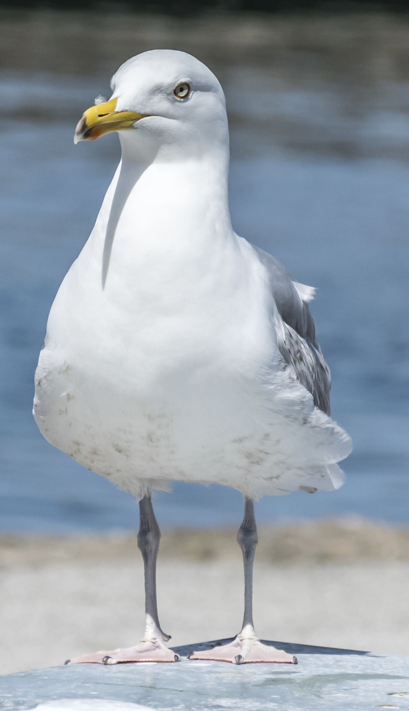 Nikon D5300 sample photo. Bird, animal world, nature photography